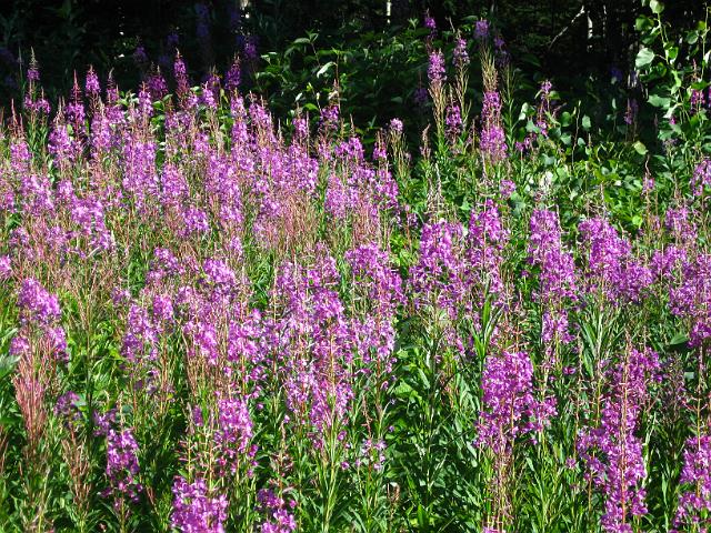 Canadian Rockies-349.JPG - Fireweed/Mt. Robson